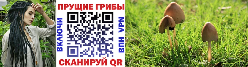 omg ссылка  Трёхгорный  Галлюциногенные грибы Psilocybe 